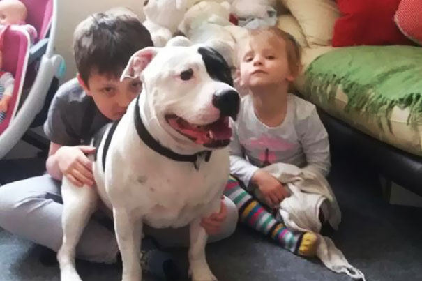 abandoned-dog-bus-buster-staffordshire-bull-terrier-london-5 abandoned-dog-bus-buster-staffordshire-bull-terrier-london-5