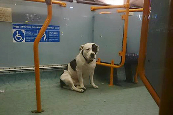 abandoned-dog-bus-buster-staffordshire-bull-terrier-london-5 abandoned-dog-bus-buster-staffordshire-bull-terrier-london-5