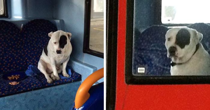 Dog Is Abandoned On A Bus, Keeps Waiting For His Human To Come Back