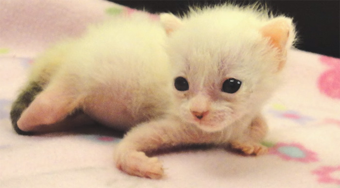 adopted-cat-twisted-arms-legs-pretzel-1