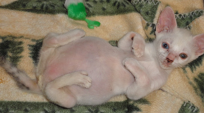 adopted-cat-twisted-arms-legs-pretzel-12