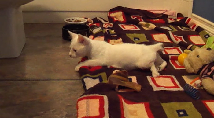 adopted-cat-twisted-arms-legs-pretzel-13