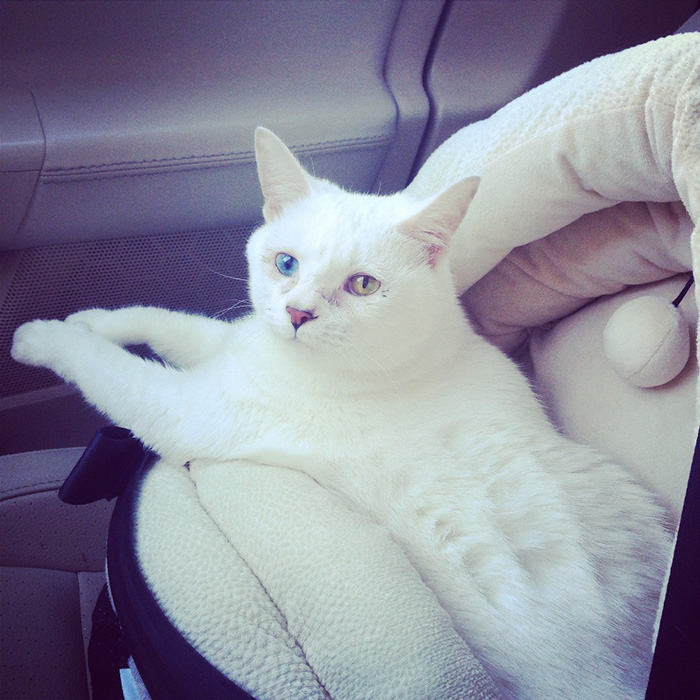 adopted-cat-twisted-arms-legs-pretzel-23