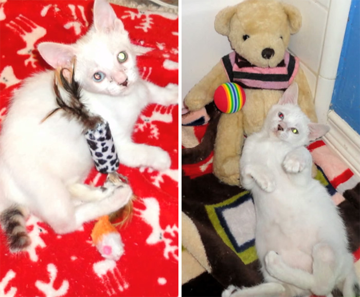 adopted-cat-twisted-arms-legs-pretzel-25