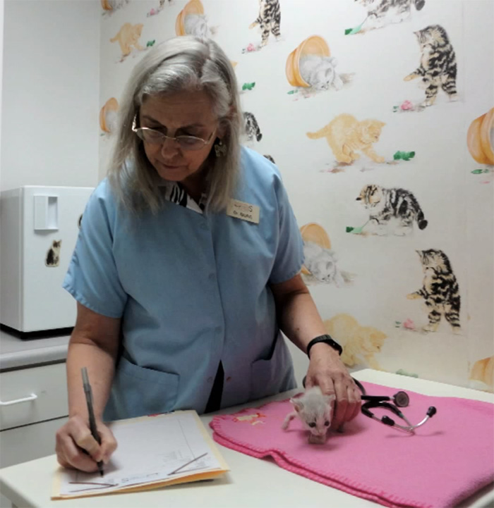 adopted-cat-twisted-arms-legs-pretzel-26