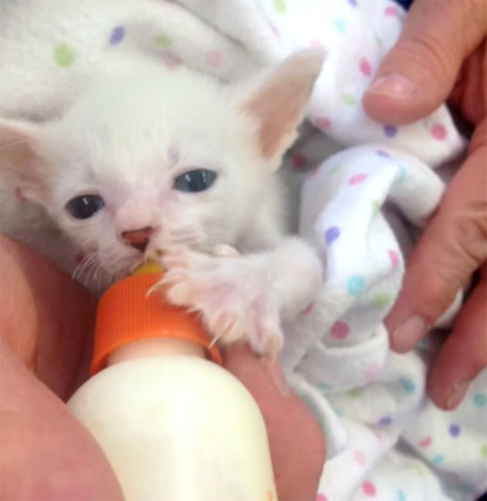 adopted-cat-twisted-arms-legs-pretzel-27