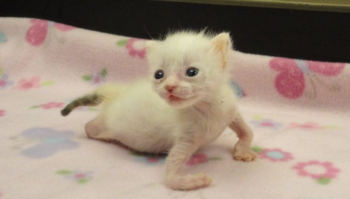 adopted-cat-twisted-arms-legs-pretzel-28