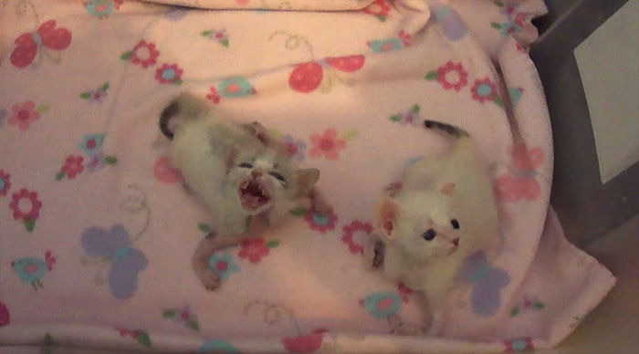 adopted-cat-twisted-arms-legs-pretzel-5