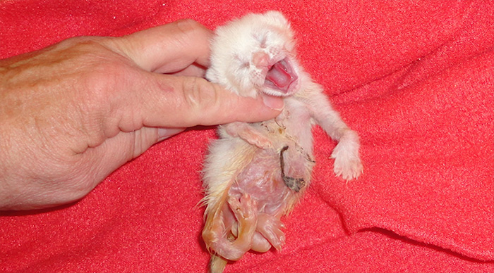 adopted-cat-twisted-arms-legs-pretzel-6