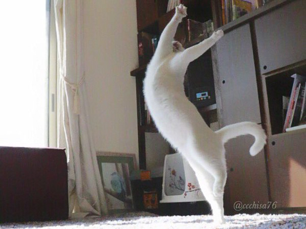 ballet-cat-japan-13 ballet-cat-japan-13