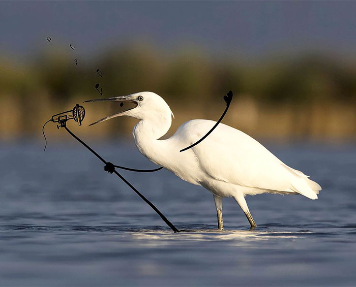 Be Birds: Photographer And Animator Combine Their Skills To Create Fun Gifs