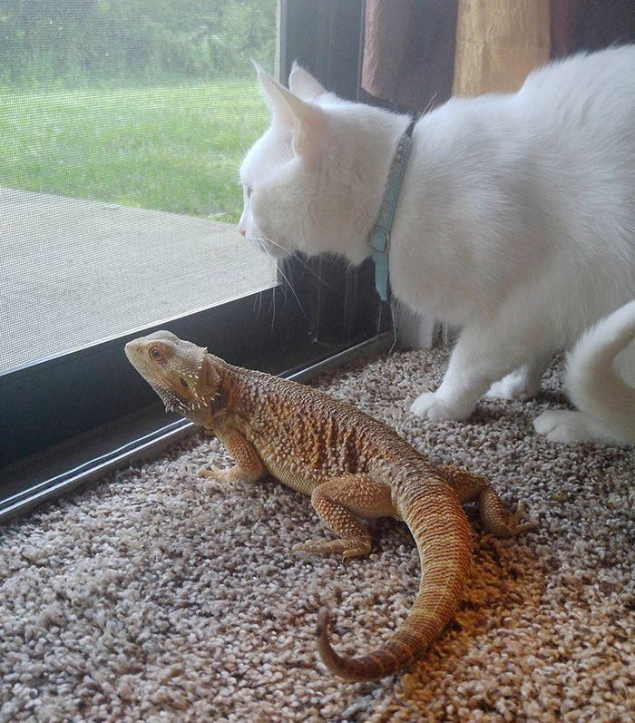 bearded-dragon-cat-friendship-sleep-together-charles-baby-1 bearded-dragon-cat-friendship-sleep-together-charles-baby-1