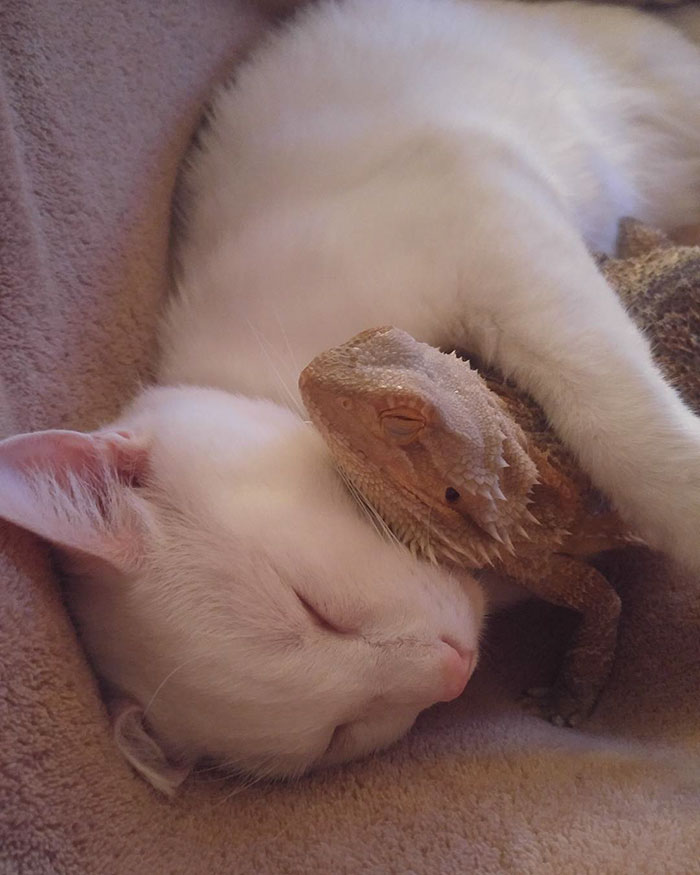 bearded-dragon-cat-friendship-sleep-together-charles-baby-10 bearded-dragon-cat-friendship-sleep-together-charles-baby-10