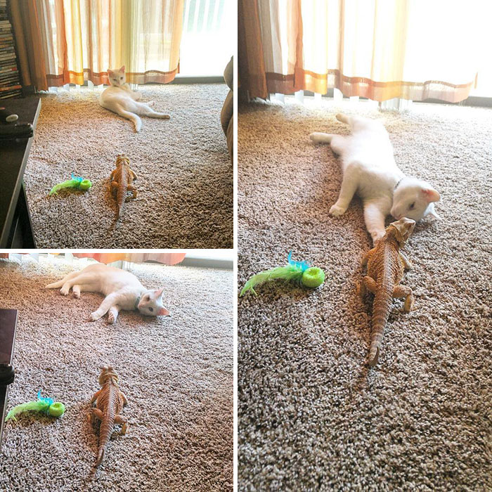 bearded-dragon-cat-friendship-sleep-together-charles-baby-26