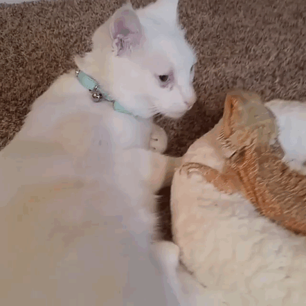 bearded-dragon-cat-friendship-sleep-together-charles-baby-33