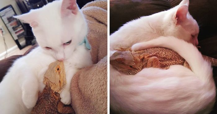 Dragon And Cat Become Two Unlikely Best Friends