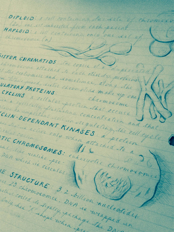 Beautiful handwriting notes with detailed sketches of chromosomes and cell structure concepts.