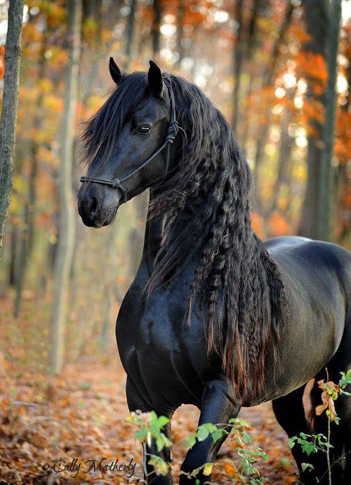beautiful-horse-mane-black-friesian-frederik-great-7.jpg