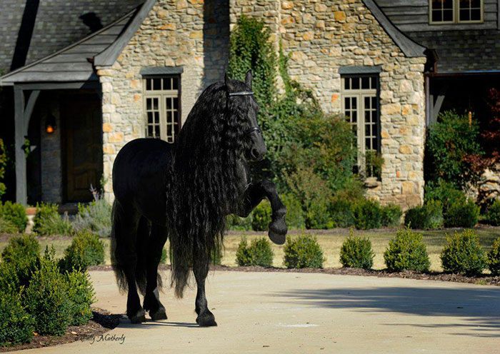 beautiful-horse-mane-black-friesian-frederik-great-9