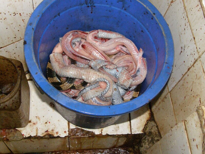 behind-leather-bag-anti-animal-cruelty-campaign-peta-asia-5 behind-leather-bag-anti-animal-cruelty-campaign-peta-asia-5