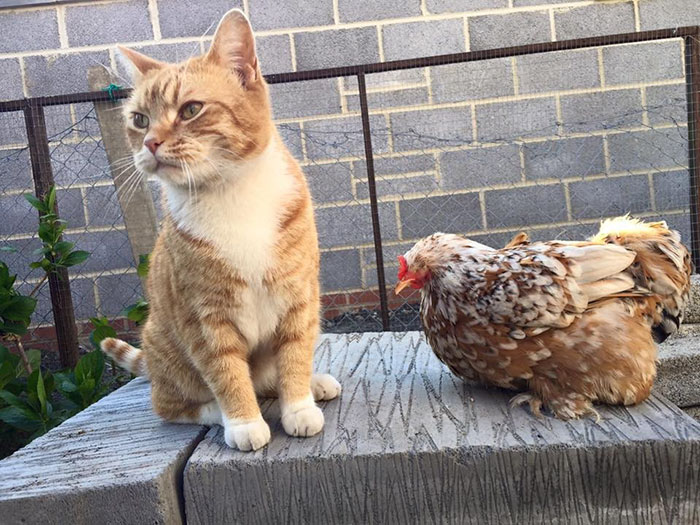 blind-chicken-dog-friends-mumble-1