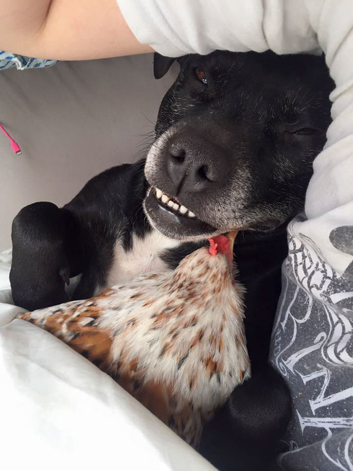 blind-chicken-dog-friends-mumble-22