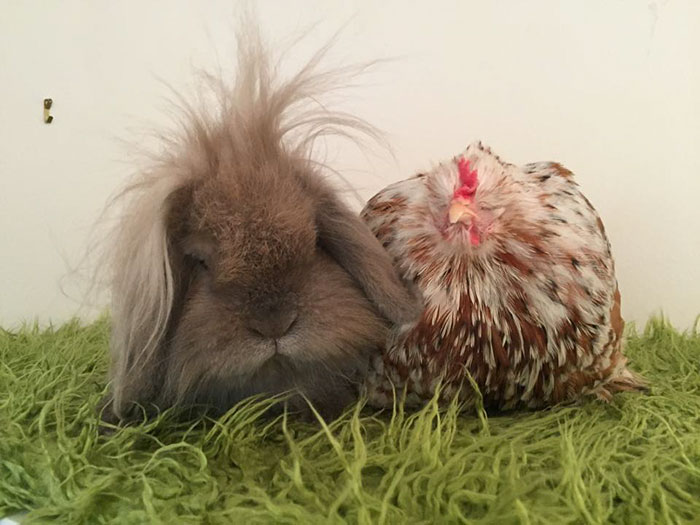 blind-chicken-dog-friends-mumble-28