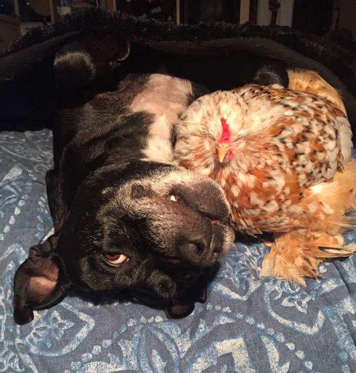 blind-chicken-dog-friends-mumble-29