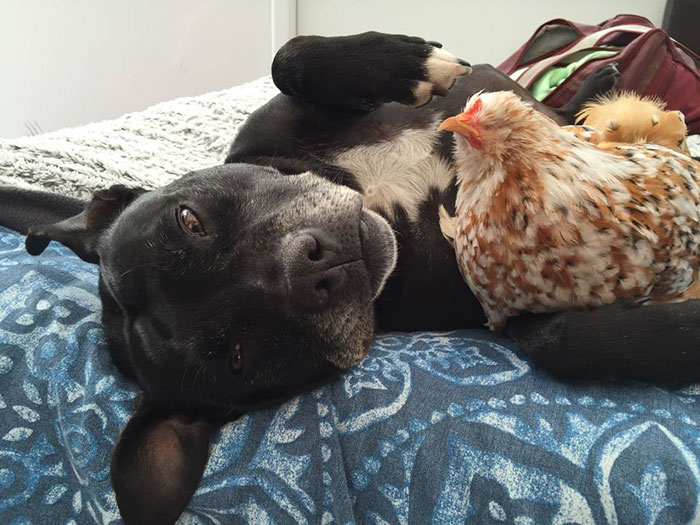 blind-chicken-dog-friends-mumble-32