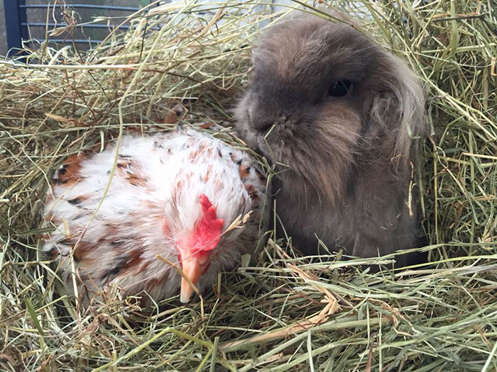 blind-chicken-dog-friends-mumble-34