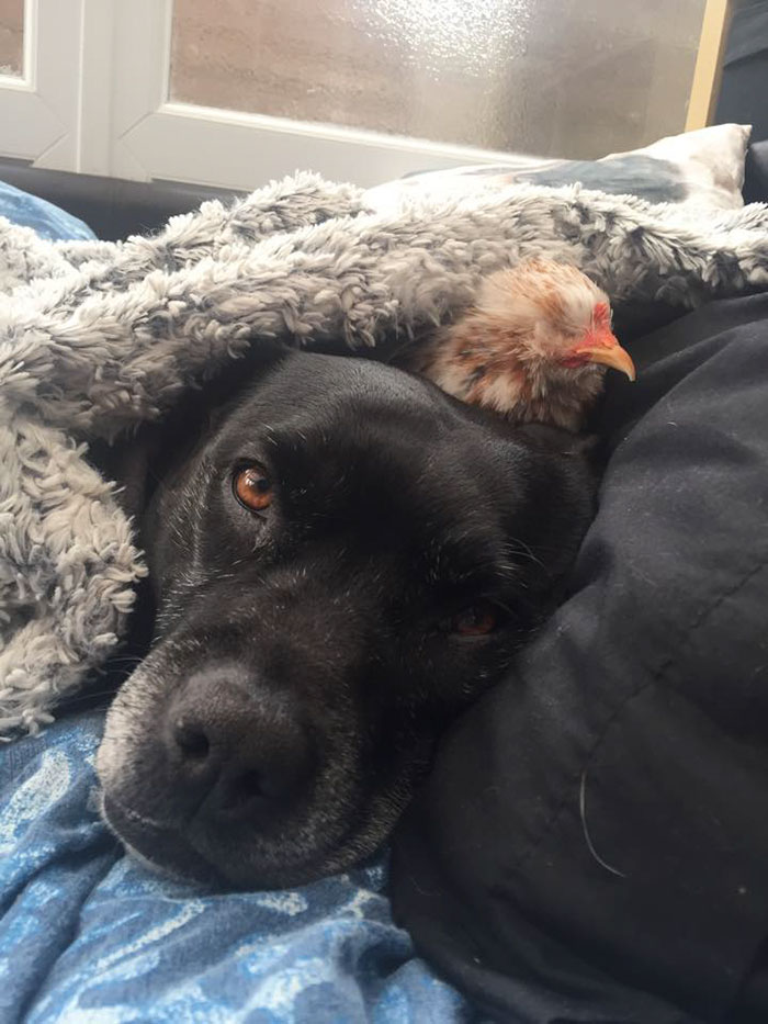 blind-chicken-dog-friends-mumble-36