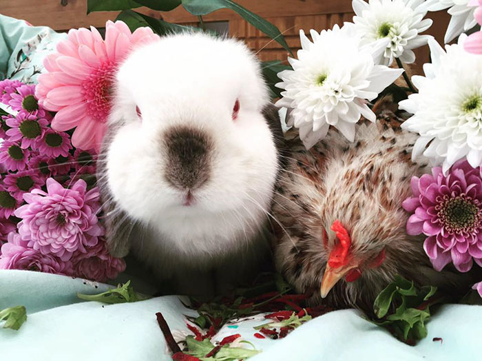 blind-chicken-dog-friends-mumble-38