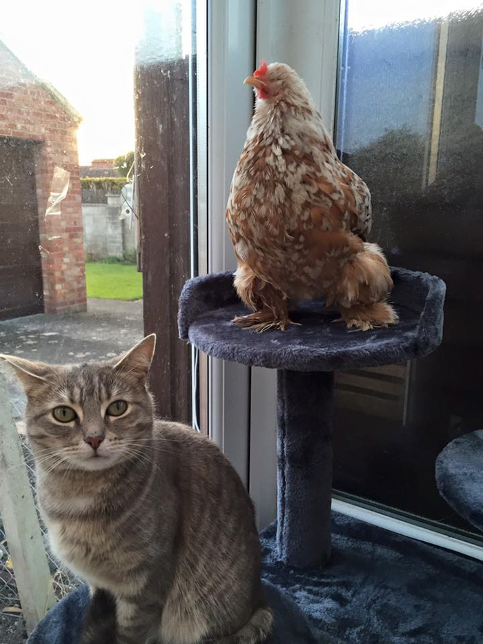 blind-chicken-dog-friends-mumble-40