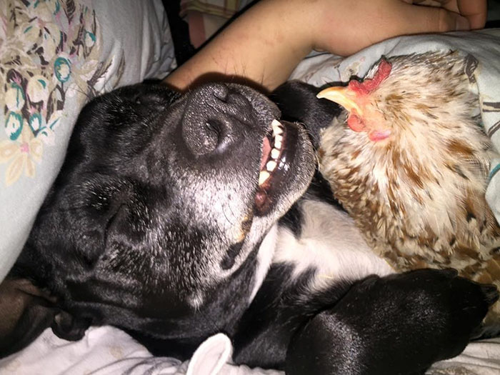 blind-chicken-dog-friends-mumble-42