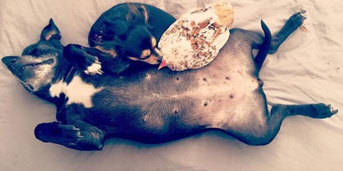 blind-chicken-dog-friends-mumble-44