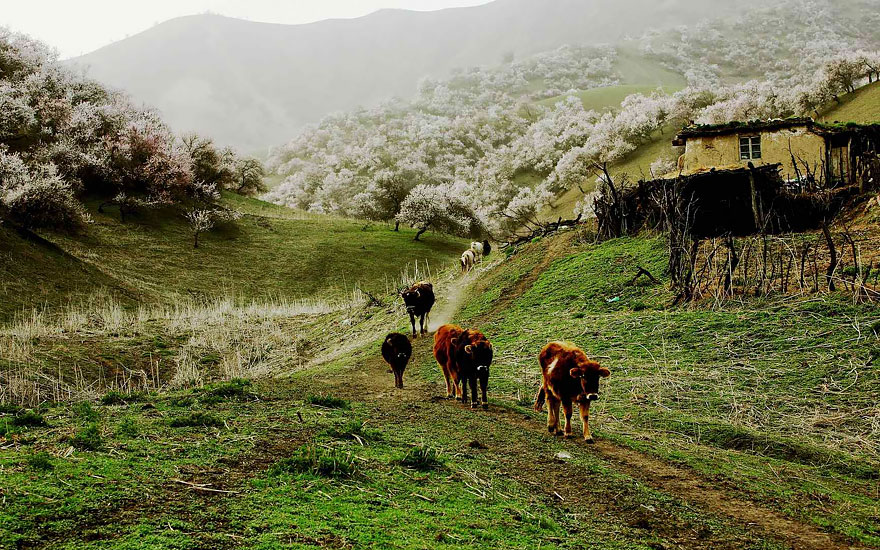 blooming-apricot-valley-yili-china-8