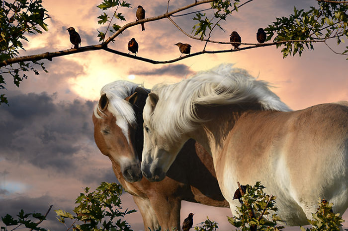 I Create Photo-Montages With Horses To Create Unique Yet Natural Scenes