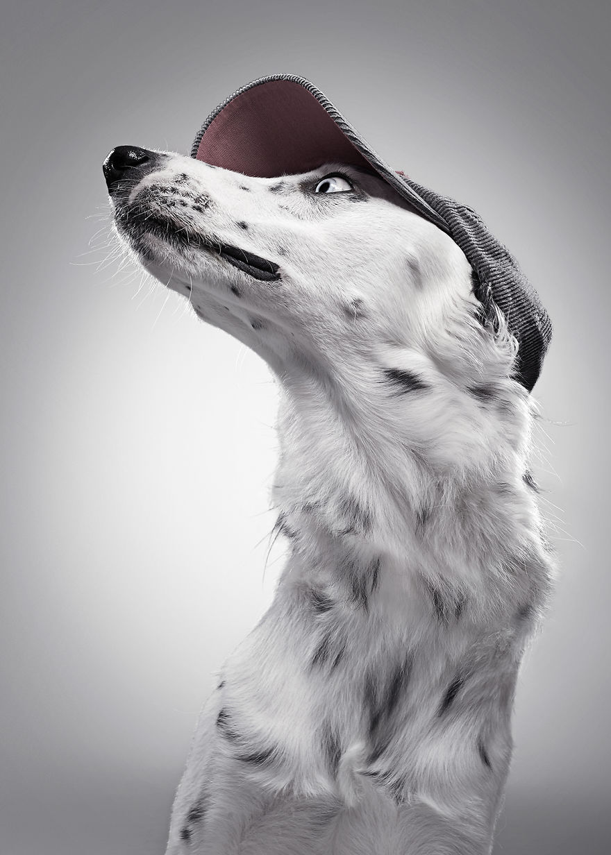 How A Dog Shelter Became A Talent Agency How A Dog Shelter Became A Talent Agency