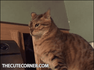The Funniest Cat Gifs On The Internet