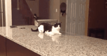 The Funniest Cat Gifs On The Internet