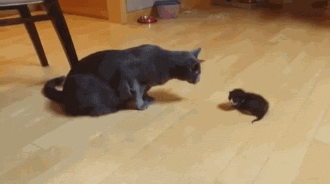 The Funniest Cat Gifs On The Internet