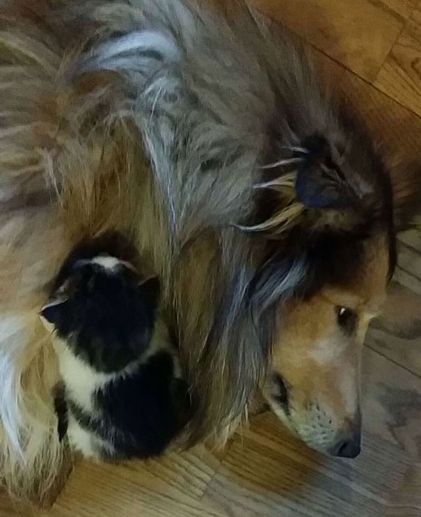 cat-dog-best-friends-molly-moses-11a cat-dog-best-friends-molly-moses-11a