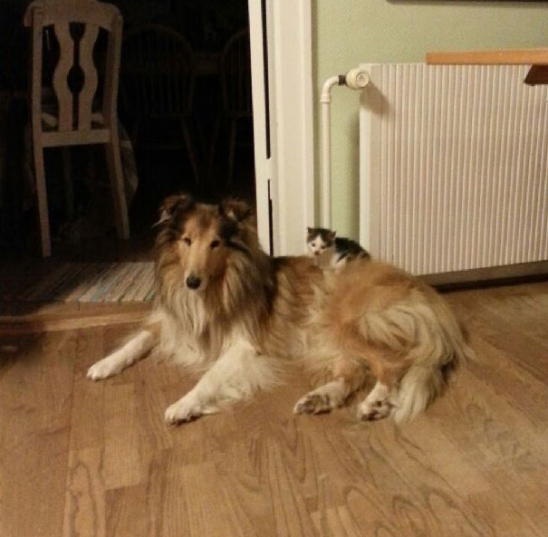 cat-dog-best-friends-molly-moses-19a