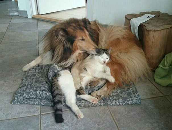 cat-dog-best-friends-molly-moses-3a cat-dog-best-friends-molly-moses-3a