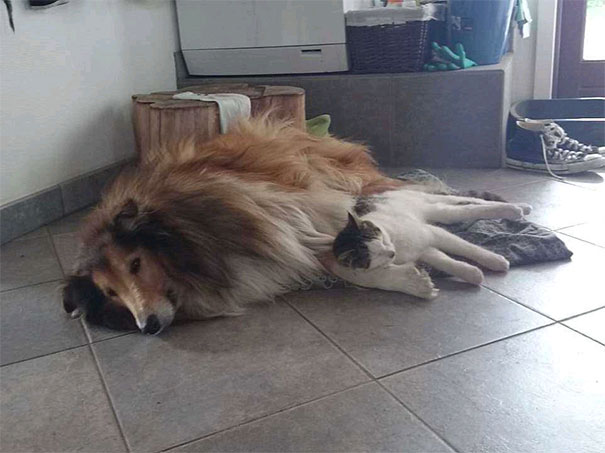 cat-dog-best-friends-molly-moses-4a cat-dog-best-friends-molly-moses-4a