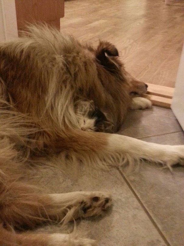 cat-dog-best-friends-molly-moses-6a cat-dog-best-friends-molly-moses-6a