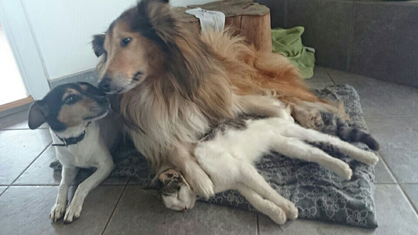 cat-dog-best-friends-molly-moses-8a cat-dog-best-friends-molly-moses-8a