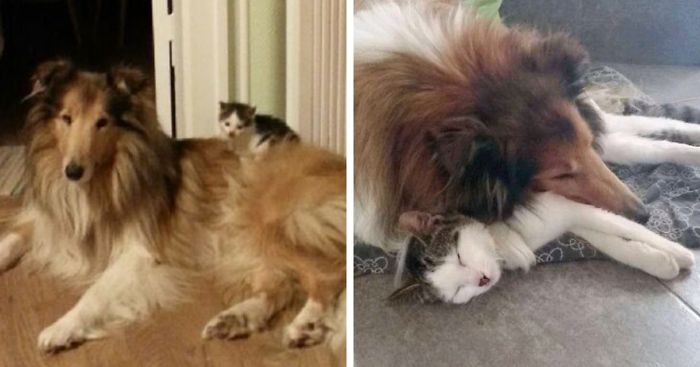 Cat And Dog Sleep Together From The Very First Day They Met