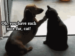 The Funniest Cat Gifs On The Internet