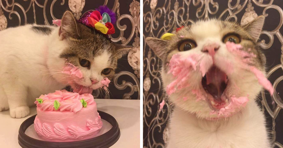 A cat eating a cake! 